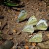 Pieris brassicae :: Юрий Драев