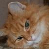 Пртрет рыжего кота :: Ксения Валерьевна
