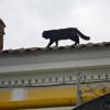Тише! Тише! Кот на крыше... :: Irina Дубовицкая