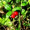 ягода талакнянка в сибирской тайге :: Иван 