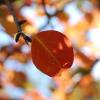 Краски осенних листьев просто неповторимы :: Аl Anis