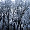 Snowy trees :: Milena WeirdDark