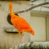 Scarlet Ibis :: Кристина Каспер