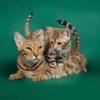 Кошка-мама и котенок бенгальской породы :: Ольга Кириллова