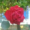 Красная роза :: Алексей Ефимов