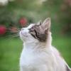 Кошка Найда :: Олеся Филиппова