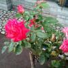 Розы в Летнем саду. (Санкт_Петербург). :: Светлана Калмыкова
