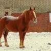 рыжая лошадь :: Юлия Ошуркова