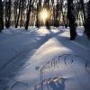 Вечер в зимнем лесу :: Mikhail Irtyshskiy