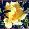 Желтая роза. :: Валерьян Запорожченко
