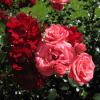 Розы для Татьян :: dli1953 