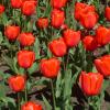 Крупные тюльпаны :: Наиля 