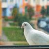 Ах, белый голубь за окном... :: Валерий Иванович