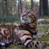Маленький леопард в лесу :: Aleksandr P.