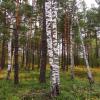 Берёзки в лесу :: Андрей Снегерёв