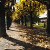 Золотая осень в Лугано Швейцария :: Alm Lana