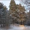 Зимний лес :: Любовь Зинченко 