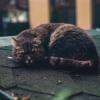 Севастопольские коты - самые сытые коты в мире :: ARCHANGEL 7