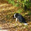 Осенний листопад и мышкующий пес! :: Владимир 