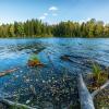 Осеннее, таежное, карасевое озеро :: Сергей Винтовкин