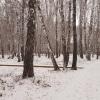 Снежный день в парке . :: Мила Бовкун
