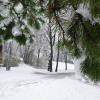 Снег, снежок... :: Galina Dzubina
