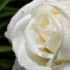 бутон Белой розы (*розы) :: Stanislav Zanegin