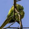 Ожереловые попугаи. :: Alexander Amromin