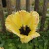 Бахромчатый тюльпан... :: Galina Dzubina