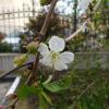 Цветок вишни :: Наиля 