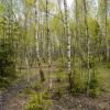 В весеннем лесу... :: Владимир Жданов