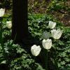Белые тюльпаны :: Наиля 