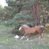 Крылатый конь. :: Андрей Хлопонин