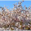 Цветение сакуры в Ботаническом саду. :: Лия ☼