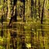 большая вода в весеннем лесу :: Александр Прокудин