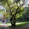Живописное дерево в сквере профессора Попова. :: Мария Васильева