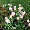 Майские тюльпаны :: Galina Solovova