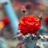 Сезон цветения роз :: Дмитрий 