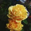 Жёлтые розы :: Валентин Семчишин
