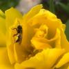 Пчела на тюльпане. :: Ольга Довженко
