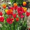 Яркие краски весны :: Дмитрий Никитин