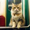 Кот в метро :: Dmitry i Mary S