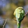 Индийский кольчатый попугай :: Ефим Журбин