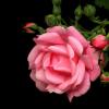 Роза — символ совершенства, Мудрости и чистоты. Признано её главенство, cредь цветочной пестроты. :: Юрий. Шмаков
