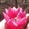 Pink tulip :: Елена Елена