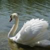 «Белые лебеди - птицы прекрасные!»:... :: Галина 
