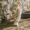 Бенгальский тигрёнок Кови :: аркадий 