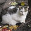 Кошка и кленовые листочки :: Дмитрий Никитин