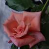 Розовая роза :: Анна Самара