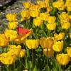 Жёлтые тюльпаны. :: Лилия *